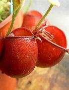 Nepenthes ampullaria 'Cantleys Red'  4